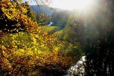 Herbstwald im erzgebirgischen Zschopautal